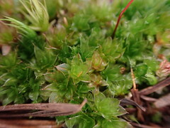 Ptychostomum capillare