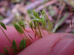Ptychostomum capillare