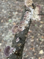 Trichaptum abietinum