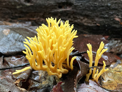 Clavulinopsis corniculata