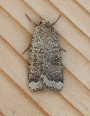 Abagrotis scopeops