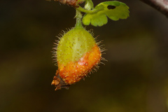 Puccinia caricina