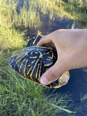 Terrapene carolina bauri