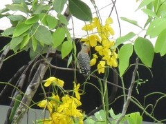 Melanerpes rubricapillus