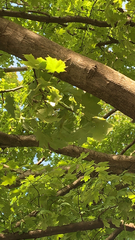 Acer platanoides