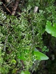 Hymenophyllum flexuosum