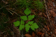 Actaea rubra
