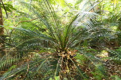 Macrozamia miquelii