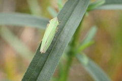 Cicadellini