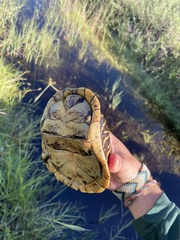 Terrapene carolina bauri