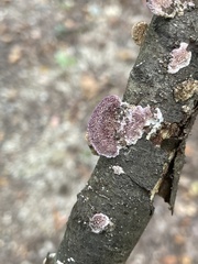 Trichaptum abietinum