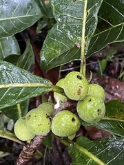 Ficus obtusifolia
