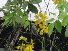 Melanerpes rubricapillus