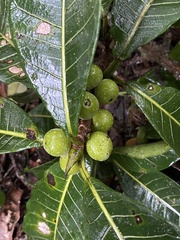 Ficus obtusifolia