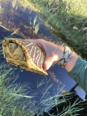Terrapene carolina bauri