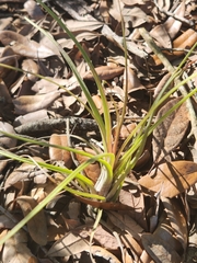 Tillandsia simulata