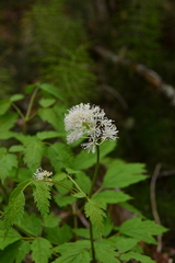 Actaea rubra