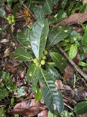 Ficus obtusifolia