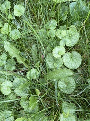Glechoma hederacea