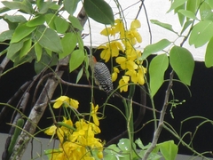 Melanerpes rubricapillus