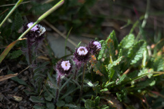 Erigeron humilis