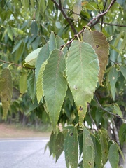 Zelkova