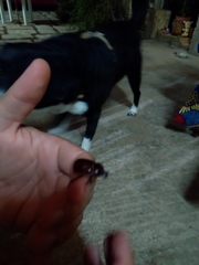 Phyllognathus excavatus