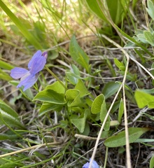 Viola