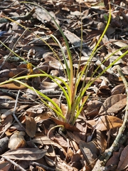 Tillandsia simulata