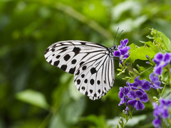 Ideopsis gaura