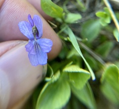 Viola