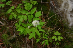 Actaea rubra