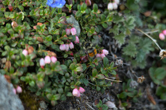 Bombus sylvicola