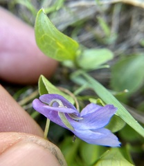 Viola