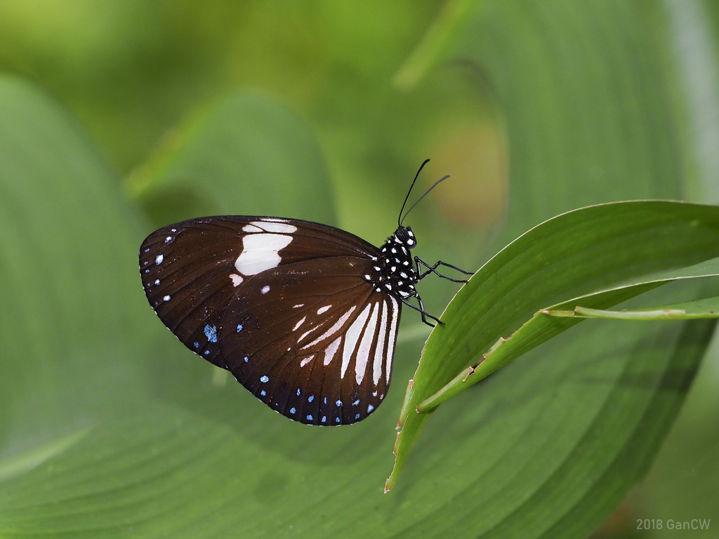 Magpie Crow Butterfly