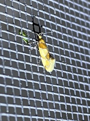 Epicallima argenticinctella