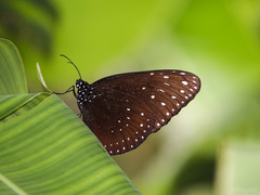 Euploea camaralzeman