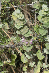 Pseudodictamnus hirsutus