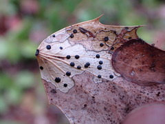 Coccomyces dentatus