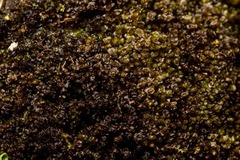 Marsupella sphacelata