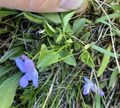 Viola