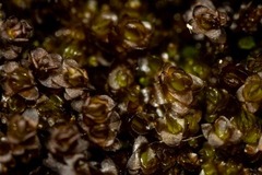 Marsupella sphacelata