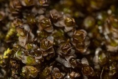 Marsupella sphacelata