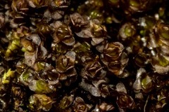 Marsupella sphacelata