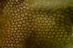 Marsupella sphacelata