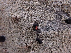 Mycoblastus sanguinarius