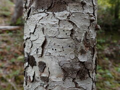 Mycoblastus sanguinarius