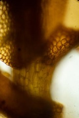 Marsupella sphacelata