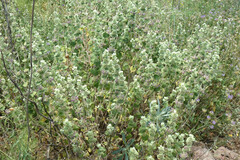 Pseudodictamnus hirsutus