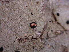 Mycoblastus sanguinarius